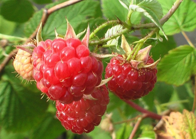 bolezni-maliny-i-ix-lechenie